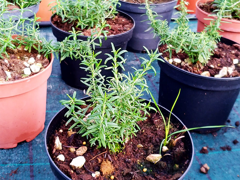 Pots de plantes avec de la terre